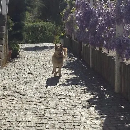 Séjour à la campagne Quinta De Santo Antonio